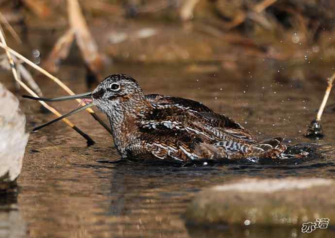 白河峡谷 wbr路 wbr孤沙锥(沐浴梳羽版) 白河峡谷 wbr路 wbr孤沙锥(沐浴梳羽版)