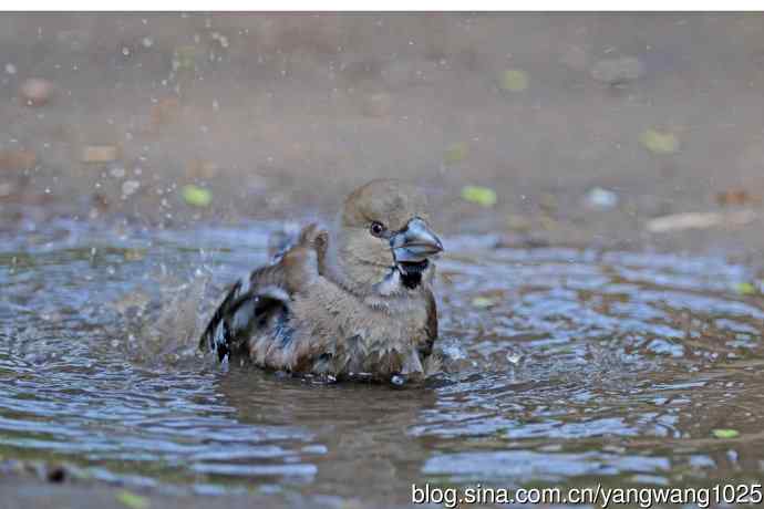 北京天坛公园的鸟类——洗浴中的锡嘴雀（2）