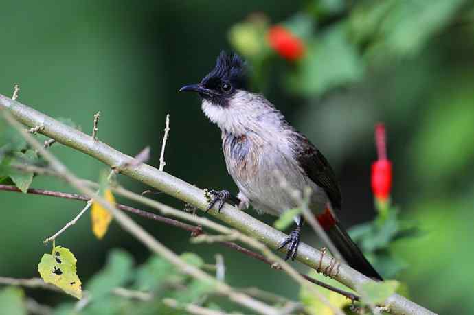 【版纳植物园三日 wbr新收获16种小鸟儿】 【版纳植物园三日 wbr新收获16种小鸟儿】