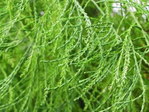 鱼类活化石:澳洲肺鱼 鱼类活化石:澳洲肺鱼