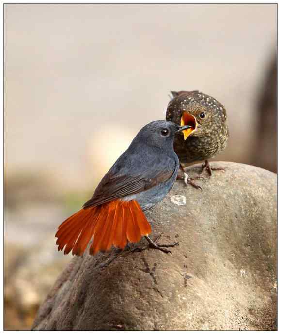 【I 'd never find a love like this】（父爱如山）