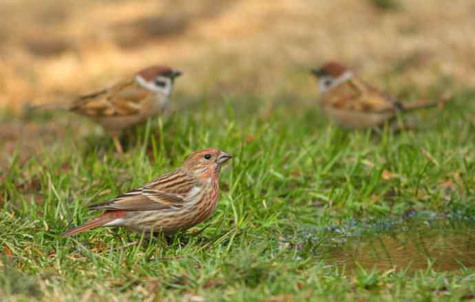 靠山红呀靠山红