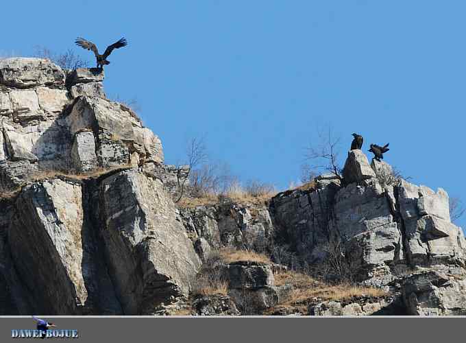 十渡秃鹫 wbr兀立山巅