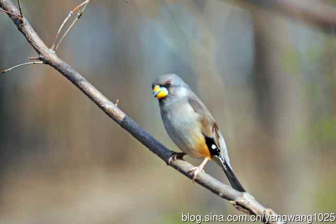 雌性黑尾蜡嘴雀（1）