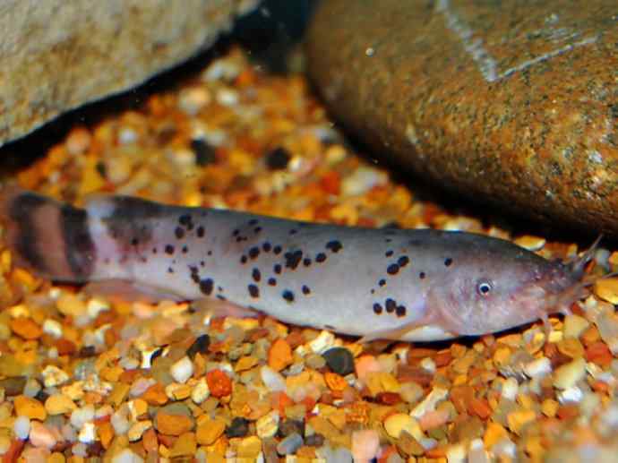 鱼类活化石：裸臀鱼