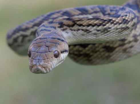 龙：传说的兽原型探秘（树蟒类）