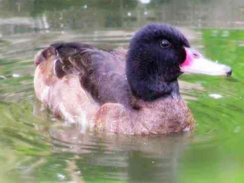 雁鸭之最之三 雁鸭之最之三