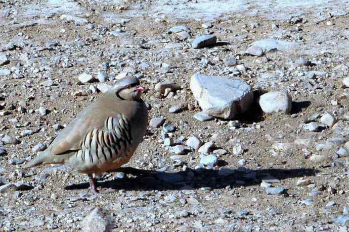 沿河城拍石鸡（偶尔飞版）