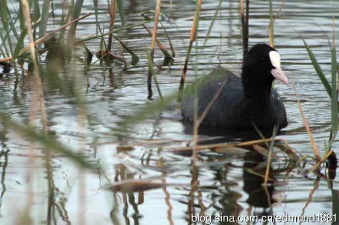 崇明东滩湿地公园观鸟记