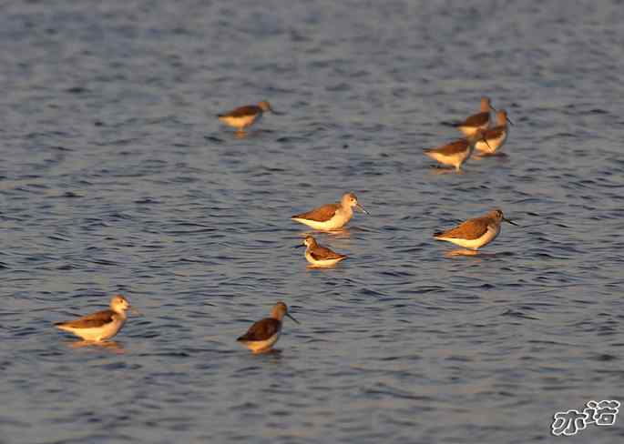 河北乐亭&nbsp;wbr路&nbsp;wbr林鷸