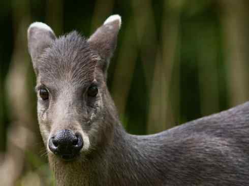 麒麟：传说的兽原型探秘（麋鹿）