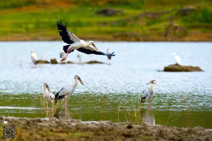 2006年首次发现的大鸟鈥斺斍祓
