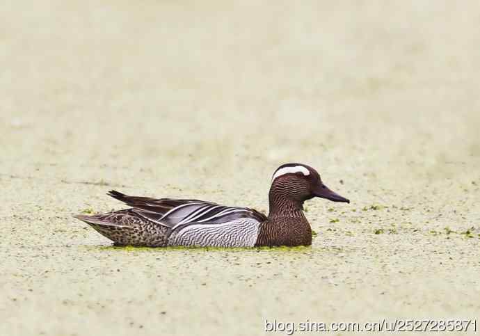 白眉鸭
