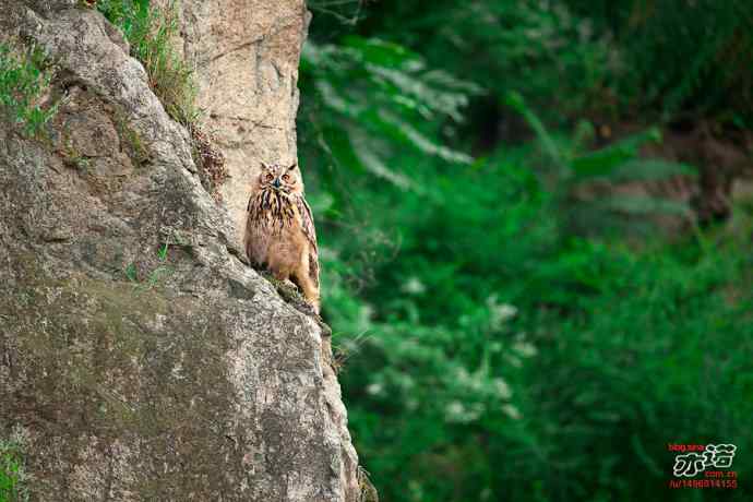 河北抚宁&nbsp;wbr路&nbsp;wbr雕鸮
