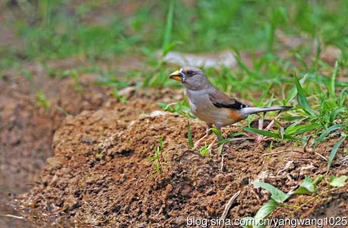 蜡嘴雀(2) 蜡嘴雀(2)