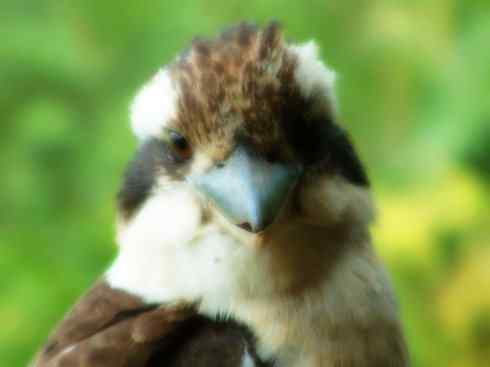 天生猎手：非猛禽类猎手之二（雀鸟也是屠夫——伯劳）