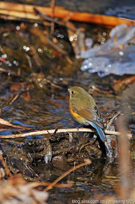 雌性红胁蓝尾鸲(31) 雌性红胁蓝尾鸲(31)