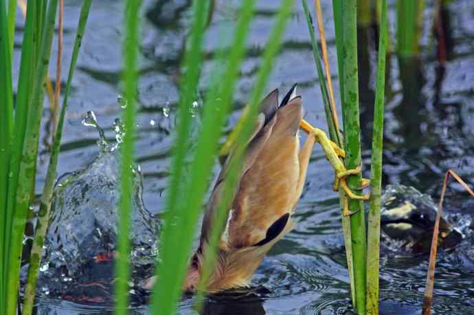 捕鱼的黄苇鳽（1）