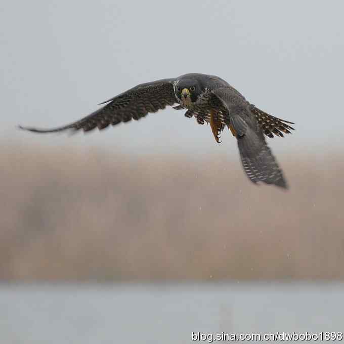 游隼:鸟世界的空中子弹