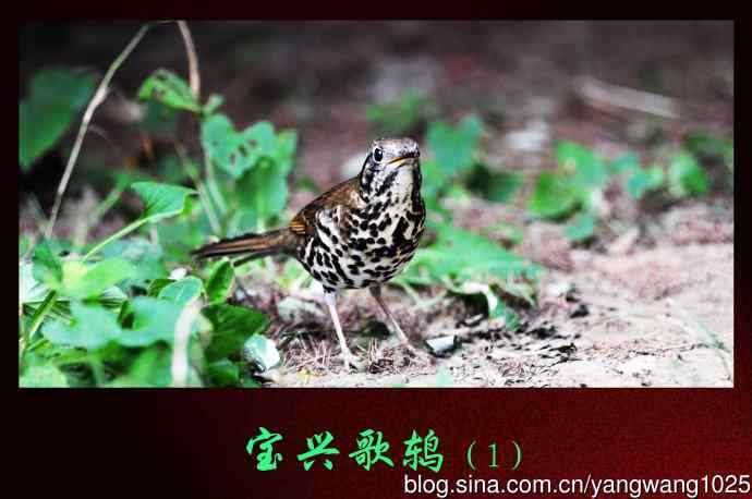 宝兴歌鸫(1) 宝兴歌鸫(1)