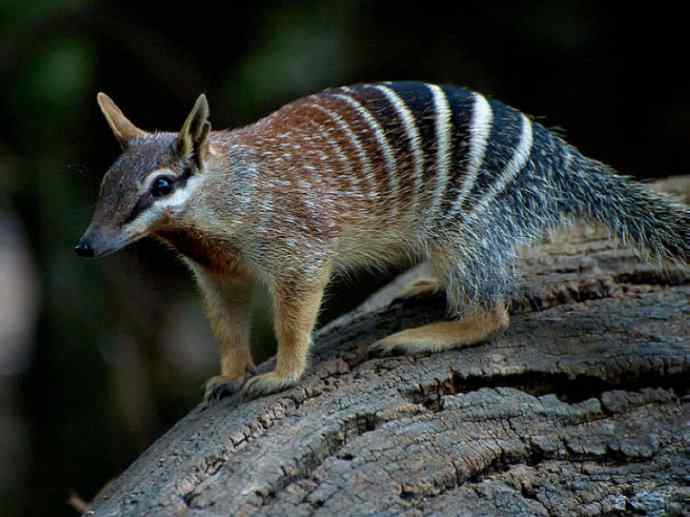 盘点十二大著名食蚁动物：袋食蚁兽