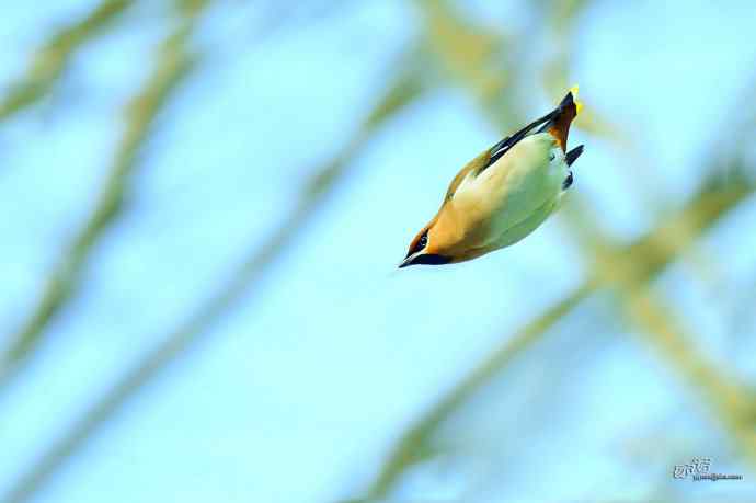 平安夜前再拍太平鸟
