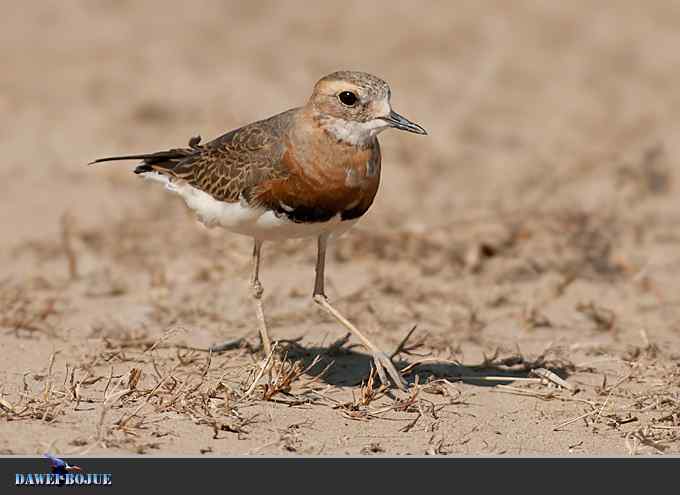 东方鸻小憩野鸭湖