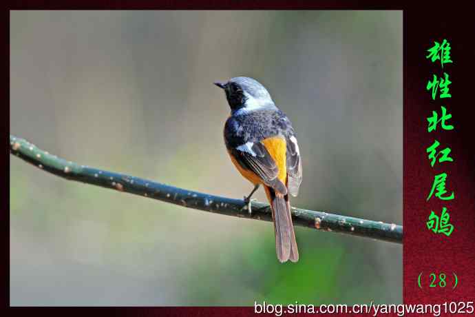 雄性北红尾鸲（28）