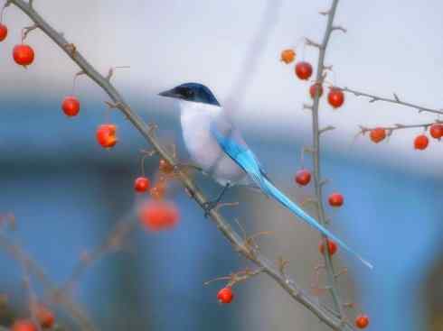 家禽驯化之源之二十九