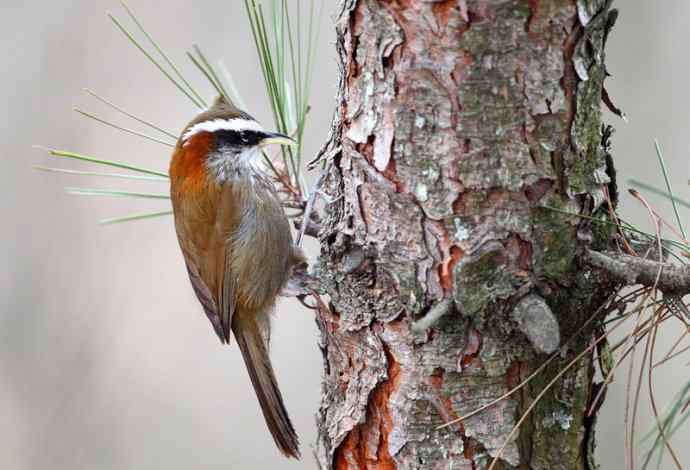 洋县两天观鸟,秦岭如此美妙! 洋县两天观鸟,秦岭如此美妙!