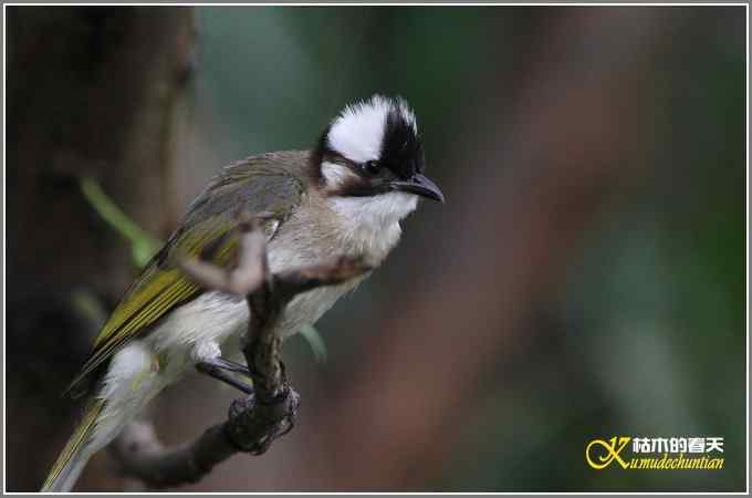 白头鹎和白颊噪鹛【照片】