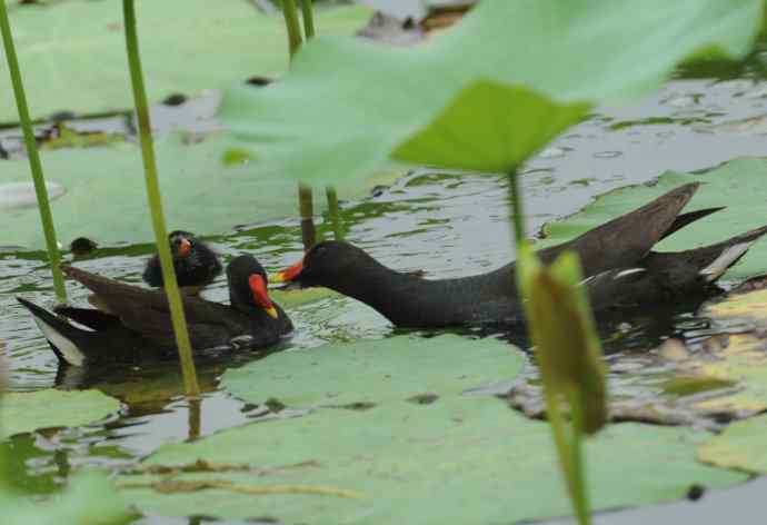 再拍黑水鸡(纪实)2 再拍黑水鸡(纪实)2