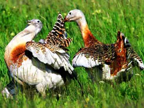 鸟类之最：大鸨