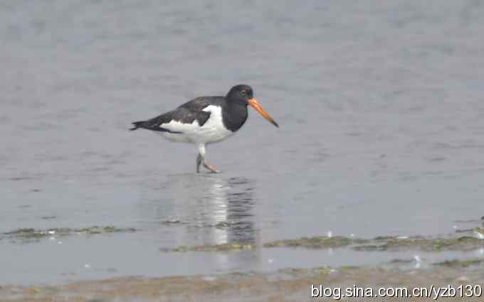 北戴河的红嘴鹬(组图) 北戴河的红嘴鹬(组图)