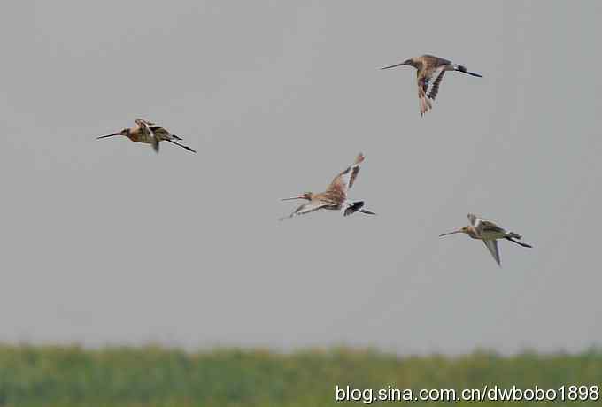 黑尾塍鹬鈥斺斈诿晒勰裥校ㄈ