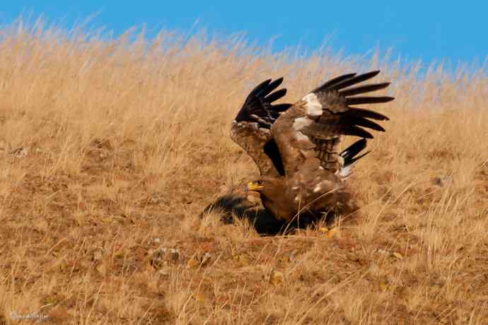 高坡上的草原雕