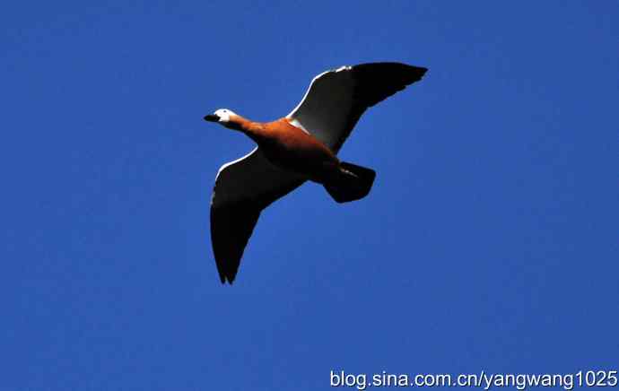 飞 wbr(赤麻鸭) wbr1 飞 wbr(赤麻鸭) wbr1