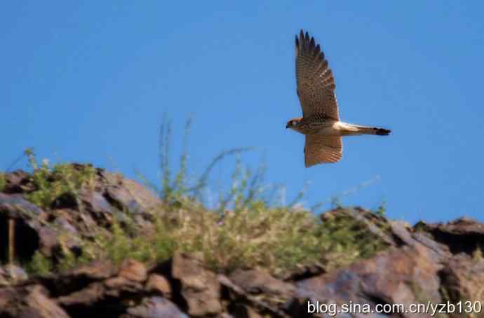 搂草打兔子（组图，15张图片）
