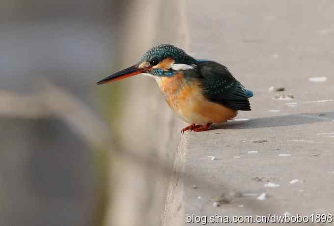 新年第一炮：小翠抓虾