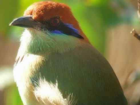 绝色攀禽：佛法僧目之翠鴗