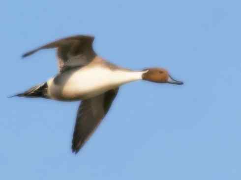 雁鸭之最之六（丑鸭、秋沙鸭、花脸鸭、针尾鸭）