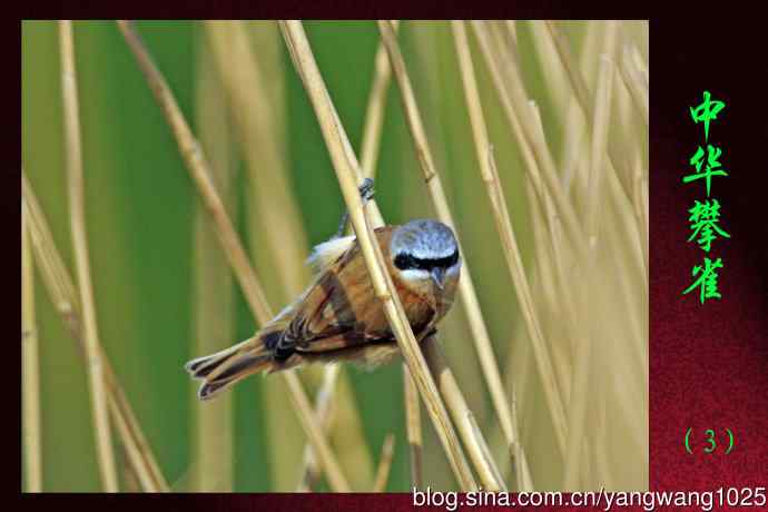 中华攀雀(3) 中华攀雀(3)