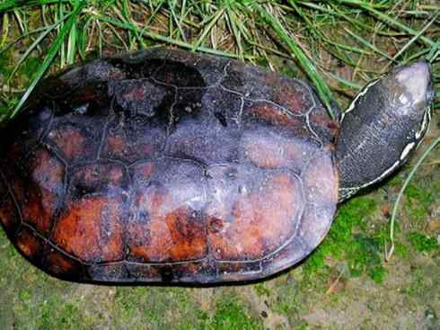 玄武：传说的兽原型探秘（潮龟）