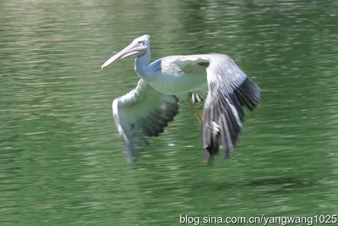 再拍大鹈鹕 wbr2