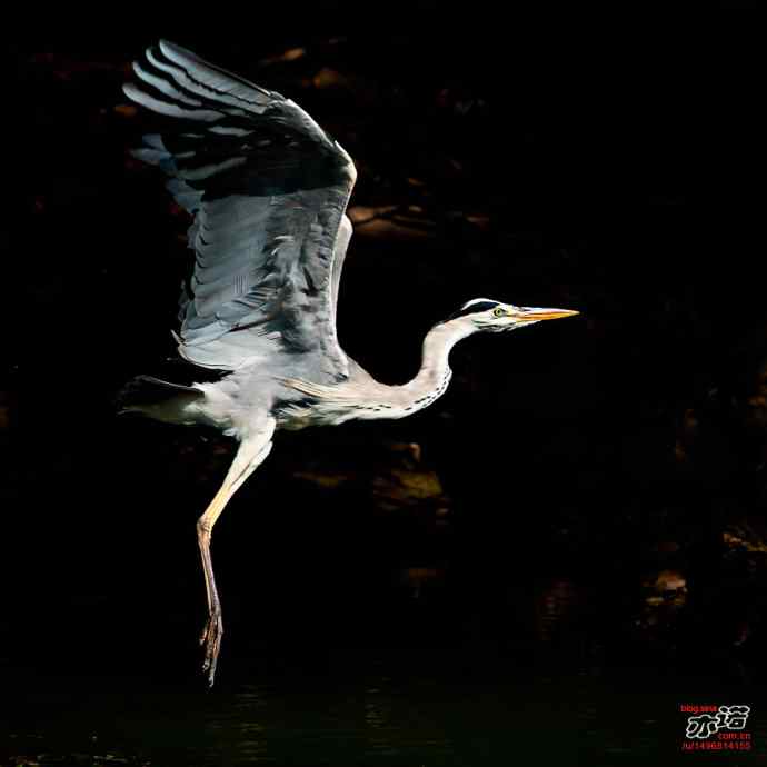 苍鹭起飞