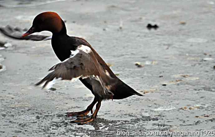 冰上舞蹈（白天鹅、赤麻鸭）