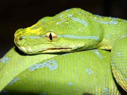 龙：传说的兽原型探秘（树蟒类）