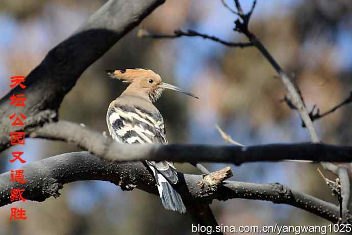 天坛公园又遇戴胜(觅食) 天坛公园又遇戴胜(觅食)
