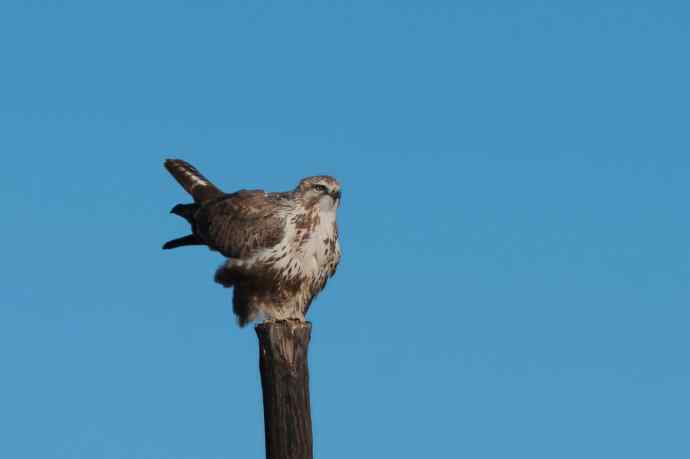 大鵟起飞 大鵟起飞