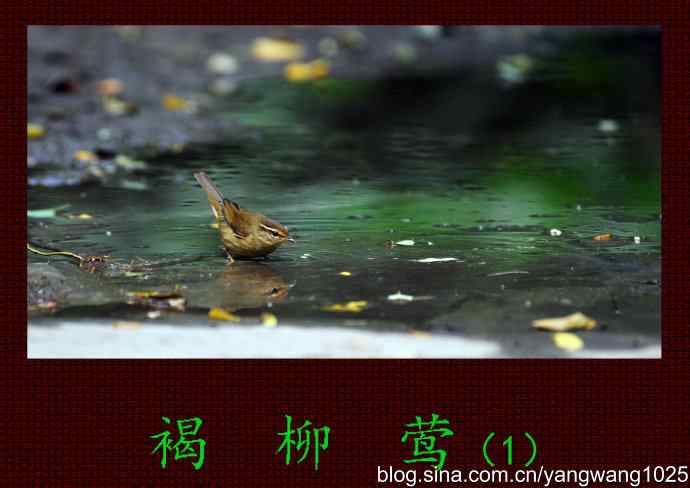 北京天坛公园的鸟类——褐柳莺（1）